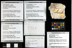 Foto (Objekt + Etiketten) von ? Cycloprosopon sp. 